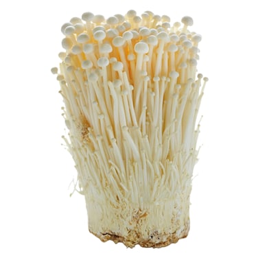 Enoki Mushroom