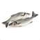 Fresh Sea Bass Fish