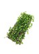 Outdoor Garden Fence Wall Blocking Plants Green 120cm