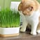 Pack of 3 Cat Grass Seeds