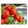 Cherry Red Tomato 500 gr