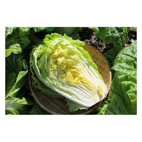 Chinese Cabbage