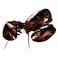 Frozen Lobster ( per kg )