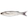 Fresh Mullet Bore Egypt