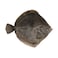 Fresh Farmed Turbot
