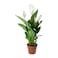 Spathiphylum  fresh live plants