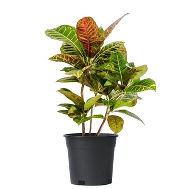 Croton Petra Plant With Pot Yellow/Green