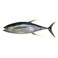 Tuna Small