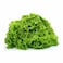 Lollo Rosso Green Lettuce