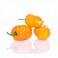 Harabeno Hot Pepper Yellow