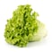 SGM Lollo Bionda Lettuce