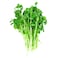 Microgreens Pea Shoots 50G