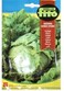 Fito Lettuce Webbs Wonderful-Ute